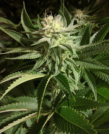 Click image for larger version

Name:	2020-05-11 20.13.47scaled.jpg
Views:	659
Size:	103.6 KB
ID:	403936