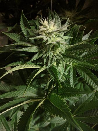 Click image for larger version

Name:	2020-05-04 13.23.42scaled.jpg
Views:	621
Size:	148.1 KB
ID:	401503