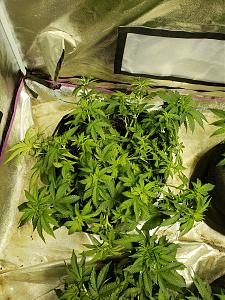 Click image for larger version

Name:	20181016_170045.jpg
Views:	281
Size:	4.67 MB
ID:	258779