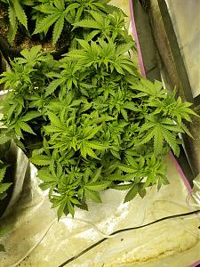 Click image for larger version

Name:	15396425349195592811057719555727.jpg
Views:	272
Size:	3.53 MB
ID:	258594