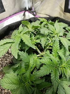 Click image for larger version

Name:	15389576154148052869865256252699.jpg
Views:	303
Size:	2.65 MB
ID:	256164