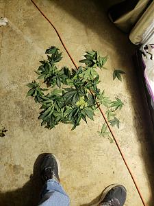 Click image for larger version

Name:	20181016_170106.jpg
Views:	272
Size:	3.20 MB
ID:	258780