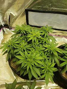 Click image for larger version

Name:	15396424874793612755363119145332.jpg
Views:	279
Size:	4.14 MB
ID:	258593