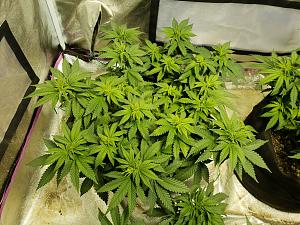 Click image for larger version

Name:	20181017_125706.jpg
Views:	279
Size:	4.03 MB
ID:	258974