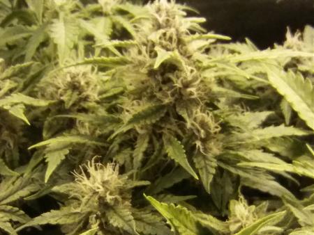 Click image for larger version  Name:	20170218_073303.jpg Views:	1 Size:	4.93 MB ID:	57806