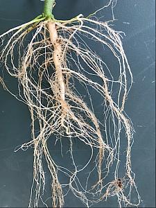 Click image for larger version

Name:	IMG_3623.jpg
Views:	357
Size:	263.7 KB
ID:	118211