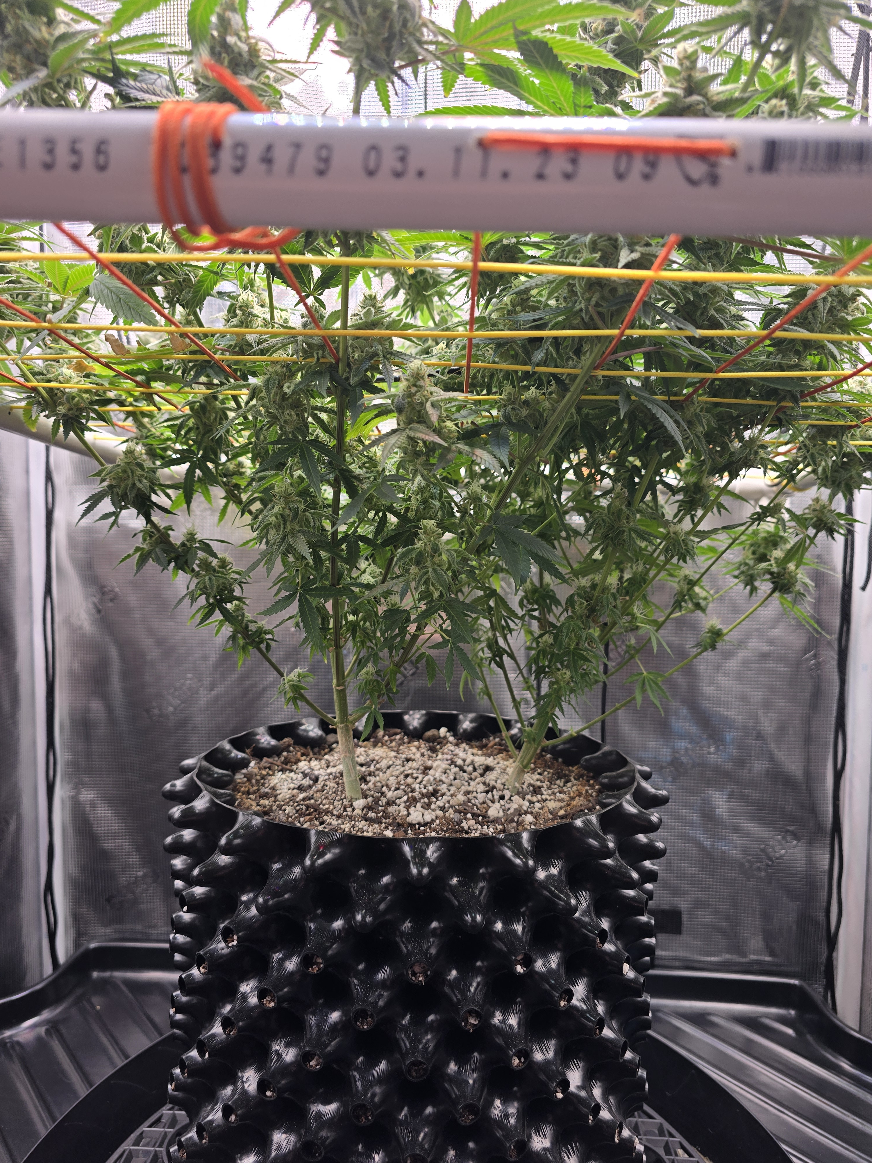 Click image for larger version

Name:	20260303_062417.jpg
Views:	21
Size:	3.20 MB
ID:	663571