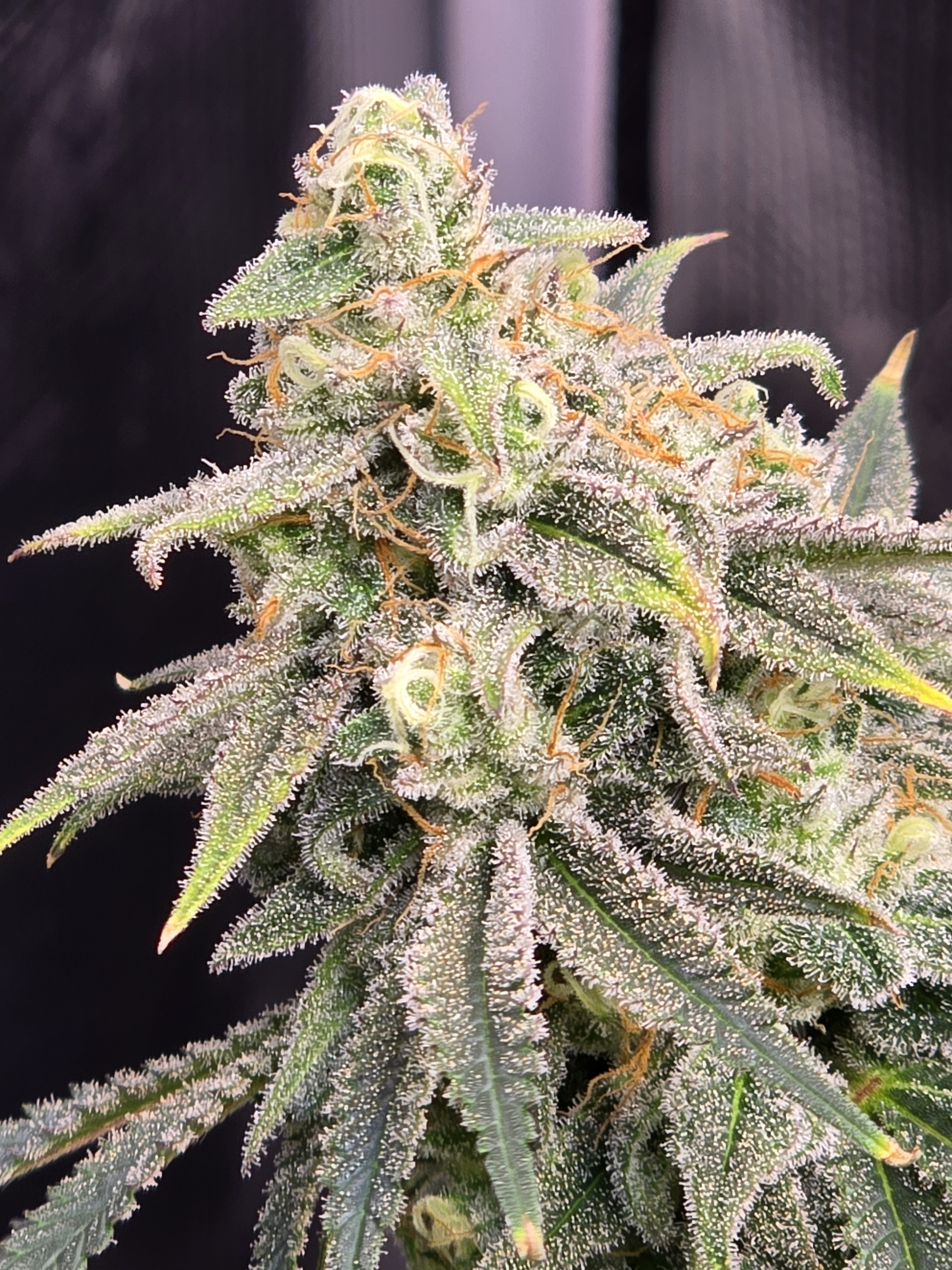 Click image for larger version  Name:	20260303_062655.jpg Views:	0 Size:	2.50 MB ID:	663573