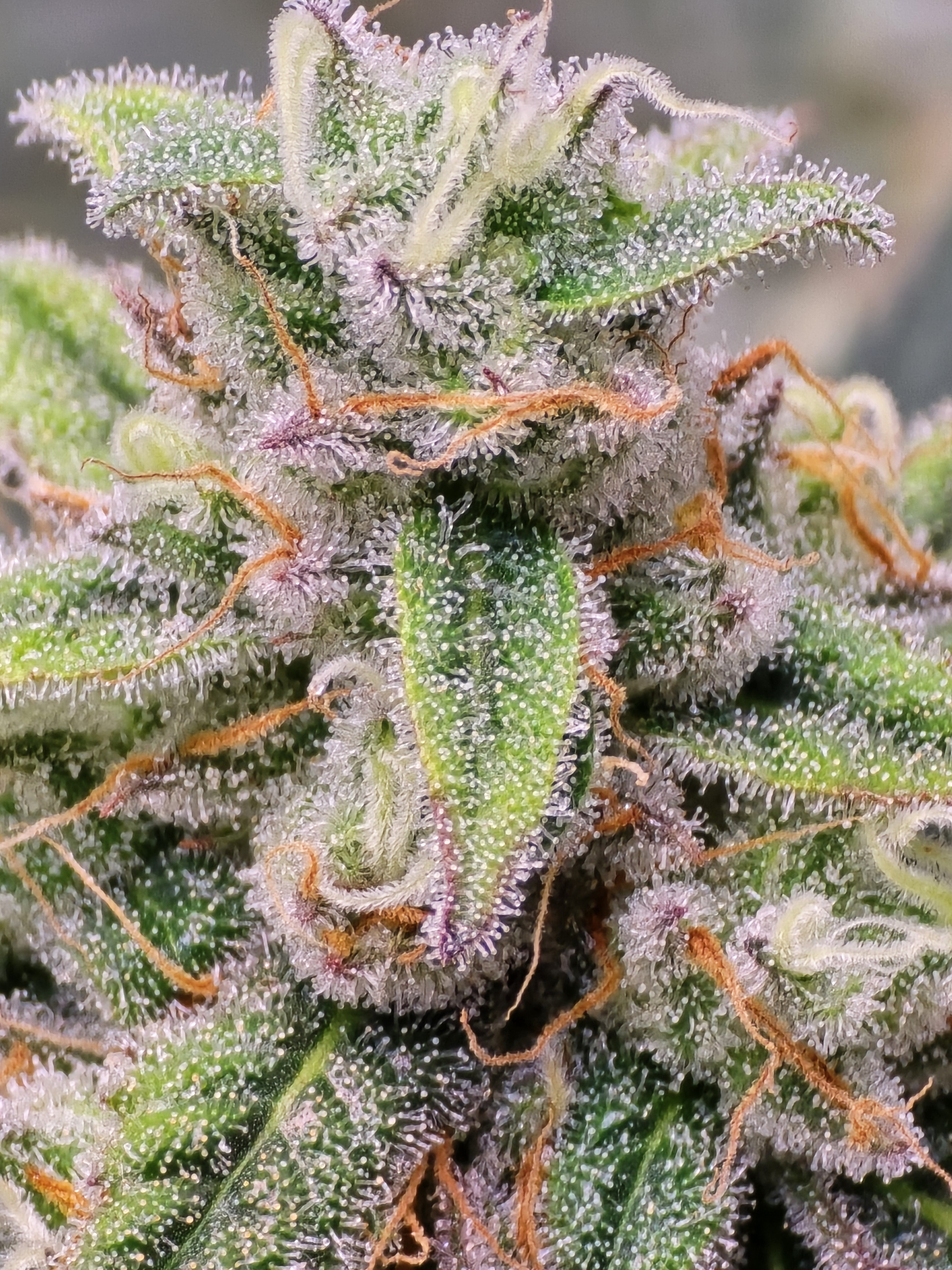 Click image for larger version  Name:	20260303_062831.jpg Views:	0 Size:	2.70 MB ID:	663576