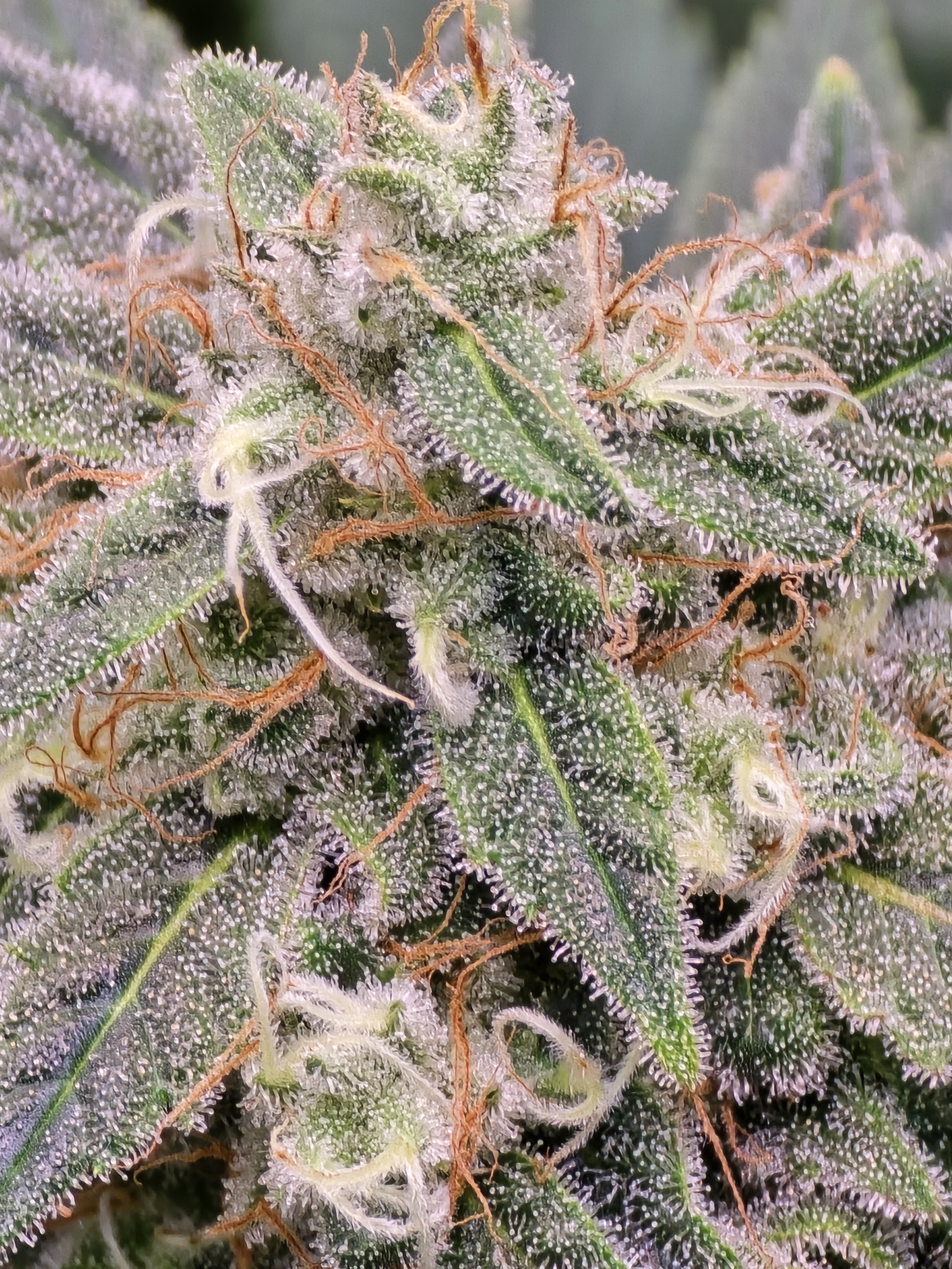 Click image for larger version  Name:	20260303_062847.jpg Views:	0 Size:	2.87 MB ID:	663577