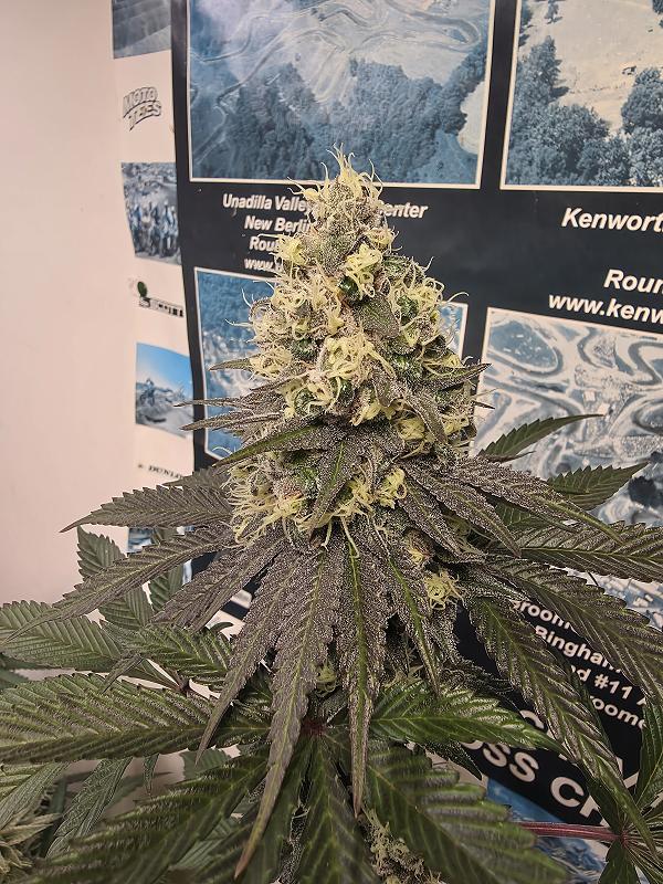 Click image for larger version

Name:	20260303_163906.jpg
Views:	5
Size:	3.03 MB
ID:	663584