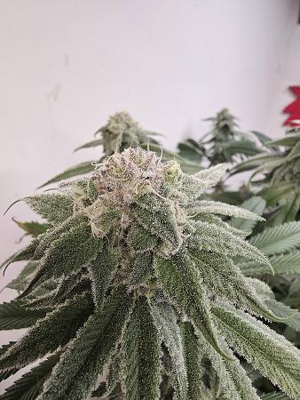 Click image for larger version

Name:	20260303_164026.jpg
Views:	5
Size:	2.87 MB
ID:	663585