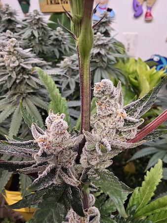 Click image for larger version

Name:	20260303_164103.jpg
Views:	5
Size:	3.18 MB
ID:	663586