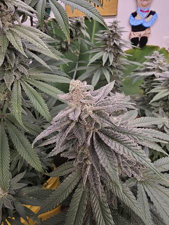 Click image for larger version

Name:	20260303_164009.jpg
Views:	5
Size:	3.66 MB
ID:	663587