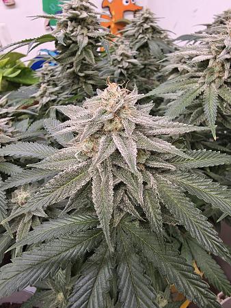 Click image for larger version

Name:	20260303_163913.jpg
Views:	5
Size:	3.86 MB
ID:	663588