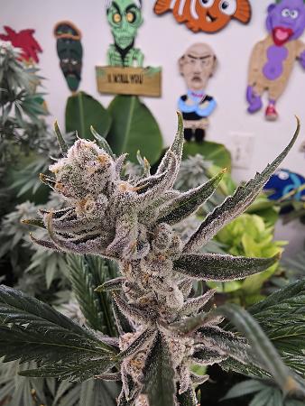 Click image for larger version

Name:	20260303_164118.jpg
Views:	5
Size:	2.33 MB
ID:	663589