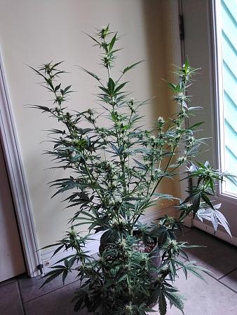 Click image for larger version

Name:	image_98024.jpg
Views:	517
Size:	1.66 MB
ID:	378539