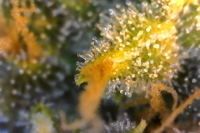 Click image for larger version

Name:	Photo on 3-19-20 at 8.23 AM #4.jpeg
Views:	590
Size:	82.4 KB
ID:	385717