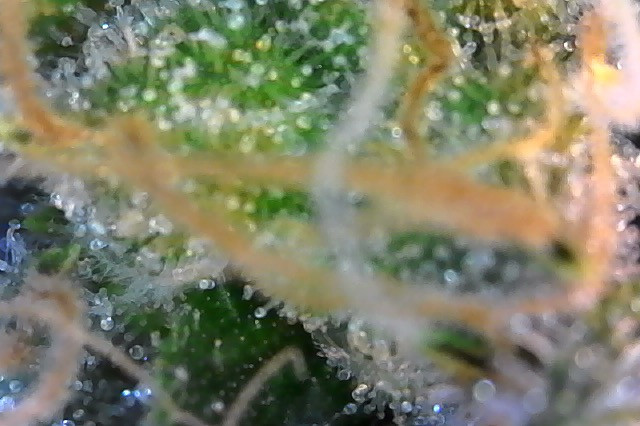 Click image for larger version

Name:	Photo on 3-19-20 at 8.23 AM #2.jpeg
Views:	584
Size:	81.7 KB
ID:	385719