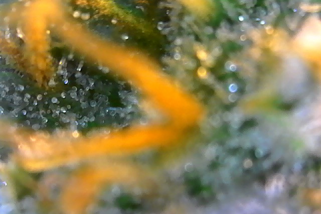 Click image for larger version

Name:	Photo on 3-19-20 at 8.24 AM #2.jpeg
Views:	596
Size:	68.2 KB
ID:	385720