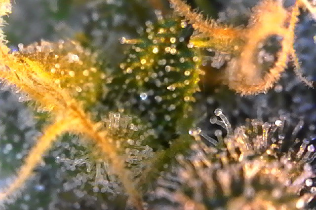 Click image for larger version

Name:	Photo on 3-19-20 at 8.23 AM.jpeg
Views:	601
Size:	100.5 KB
ID:	385713