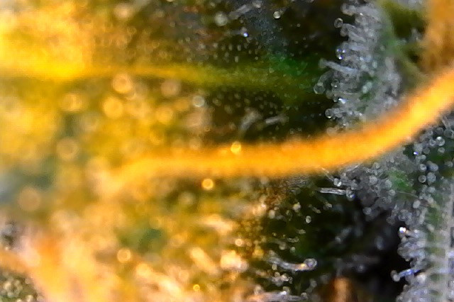 Click image for larger version

Name:	Photo on 3-19-20 at 8.24 AM.jpeg
Views:	606
Size:	79.7 KB
ID:	385718