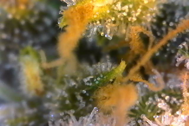 Click image for larger version

Name:	Photo on 3-19-20 at 8.23 AM #3.jpeg
Views:	608
Size:	80.0 KB
ID:	385715