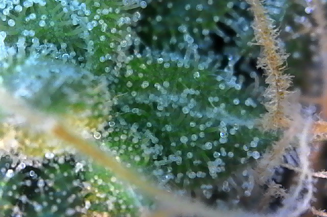 Click image for larger version

Name:	Photo on 3-19-20 at 8.22 AM #3.jpeg
Views:	595
Size:	101.4 KB
ID:	385714