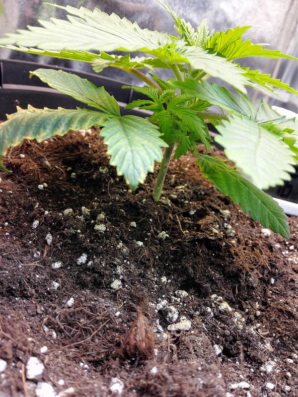 Click image for larger version

Name:	05.11.18 #3.jpg
Views:	276
Size:	3.62 MB
ID:	264839