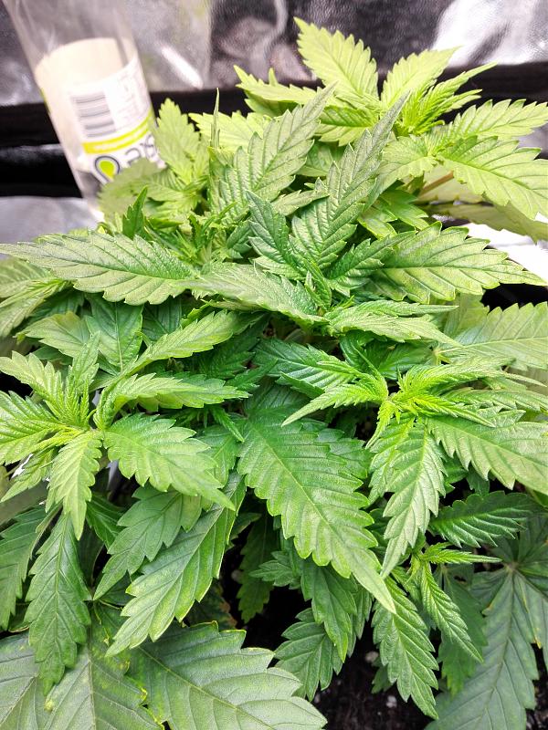 Click image for larger version

Name:	12.11.18 #2.jpg
Views:	268
Size:	3.69 MB
ID:	266902