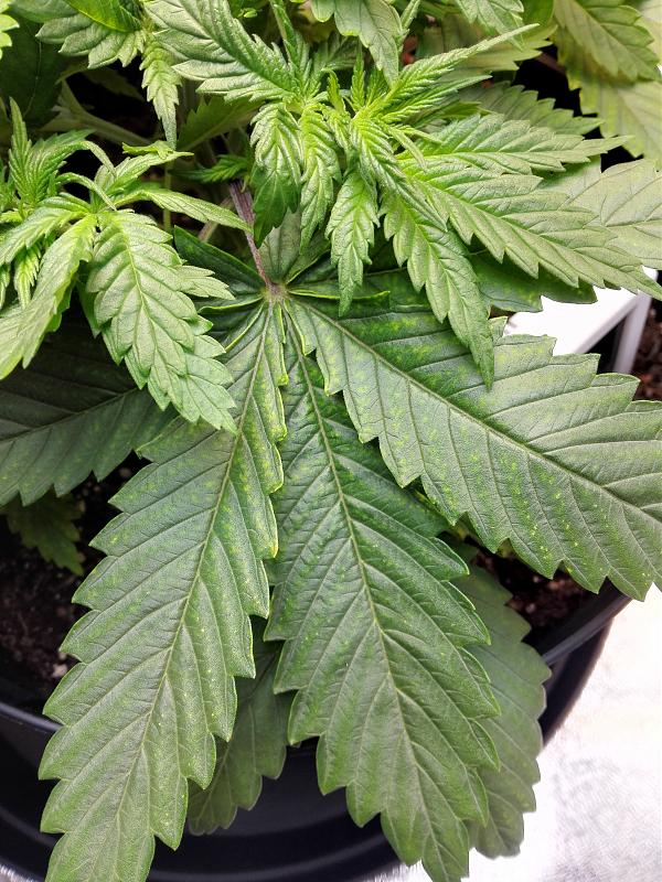 Click image for larger version

Name:	12.11.18 #4.jpg
Views:	280
Size:	3.80 MB
ID:	266900