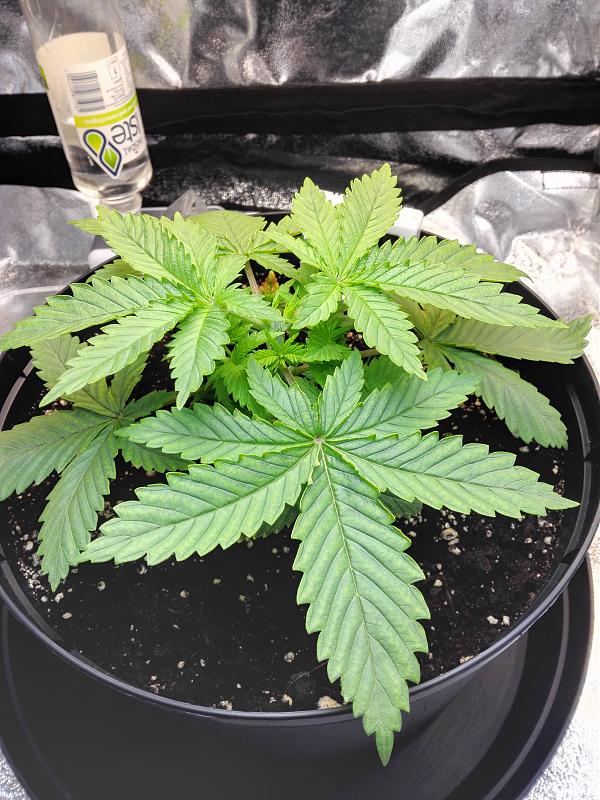 Click image for larger version

Name:	08.11.18 #1.jpg
Views:	280
Size:	2.80 MB
ID:	266897