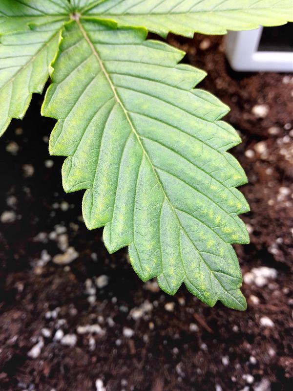 Click image for larger version

Name:	05.11.18 #2.jpg
Views:	266
Size:	2.84 MB
ID:	264838