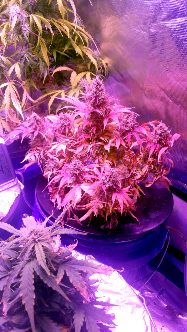 Click image for larger version

Name:	week 11 thing 1.jpg
Views:	260
Size:	304.5 KB
ID:	390657