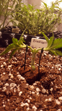 Click image for larger version

Name:	Screenshot_20170520-181706-810x1440.png
Views:	292
Size:	1.78 MB
ID:	96019