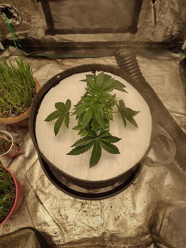 Click image for larger version

Name:	IMG_20260305_091813542_HDR.jpg
Views:	51
Size:	3.65 MB
ID:	663614