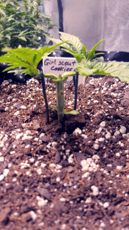 Click image for larger version

Name:	Screenshot_20170520-181713-810x1440.png
Views:	324
Size:	1.92 MB
ID:	96020