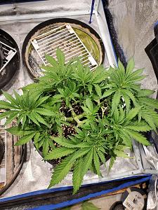 Click image for larger version

Name:	20200422_204302_copy_1209x1612.jpg
Views:	678
Size:	947.9 KB
ID:	397955