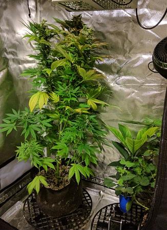 Click image for larger version

Name:	2019-07-14 BMC1.jpg
Views:	599
Size:	154.3 KB
ID:	322084