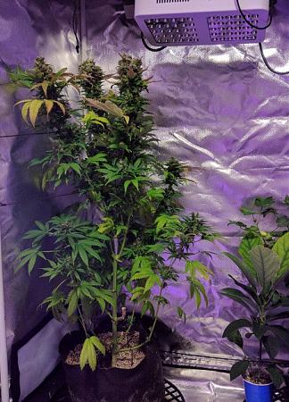 Click image for larger version

Name:	2019-07-28 BMC1.jpg
Views:	597
Size:	120.6 KB
ID:	325875