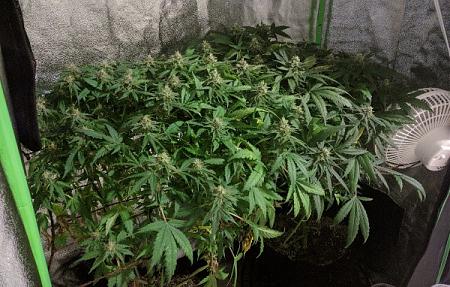 Click image for larger version

Name:	2019-08-11 BMAB1.jpg
Views:	513
Size:	106.2 KB
ID:	329876