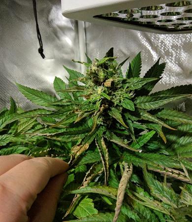 Click image for larger version

Name:	2019-07-07 BMC Cola Burn.jpg
Views:	611
Size:	133.4 KB
ID:	320579