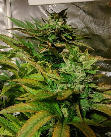 Click image for larger version

Name:	2019-07-14 BMC2.jpg
Views:	592
Size:	132.3 KB
ID:	322086