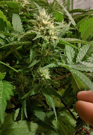 Click image for larger version

Name:	2019-08-04 BMAB2.jpg
Views:	542
Size:	106.1 KB
ID:	327924