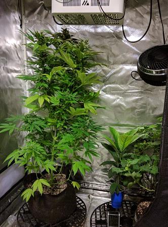 Click image for larger version

Name:	2019-07-07 BMC and Friends.jpg
Views:	525
Size:	172.6 KB
ID:	320581