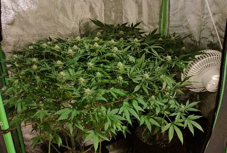 Click image for larger version

Name:	2019-07-28 BMAB1.jpg
Views:	571
Size:	130.3 KB
ID:	325874