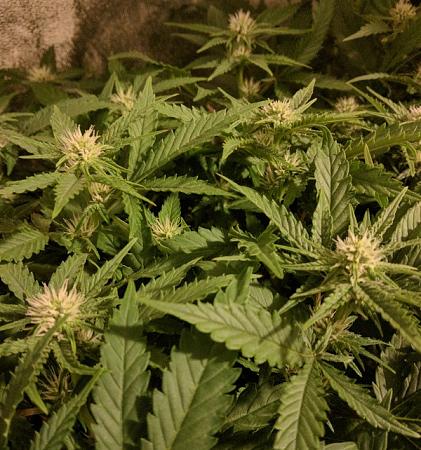 Click image for larger version

Name:	2019-07-21 BMAB2.jpg
Views:	585
Size:	144.6 KB
ID:	324213