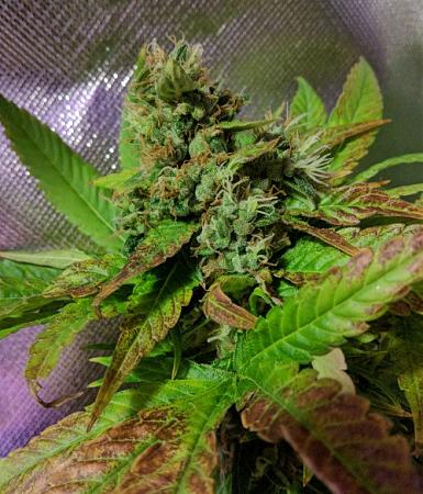 Click image for larger version

Name:	2019-07-28 BMC2.jpg
Views:	553
Size:	114.6 KB
ID:	325876