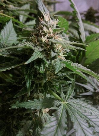 Click image for larger version

Name:	2019-08-11 BMAB2.jpg
Views:	519
Size:	78.9 KB
ID:	329877