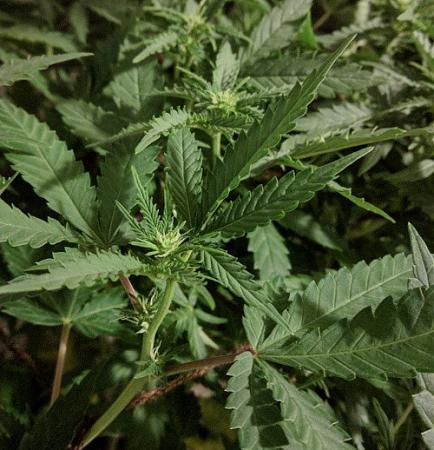 Click image for larger version

Name:	2019-07-14 BMAB2.jpg
Views:	673
Size:	90.0 KB
ID:	322083